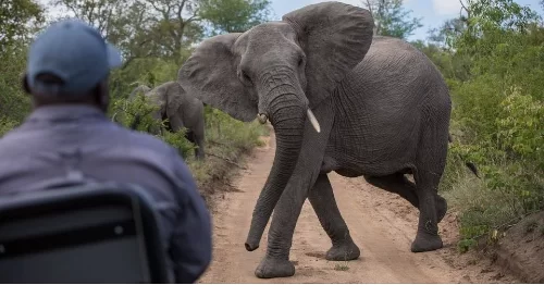 Conflito homem fauna faz 75 mortos em Tete