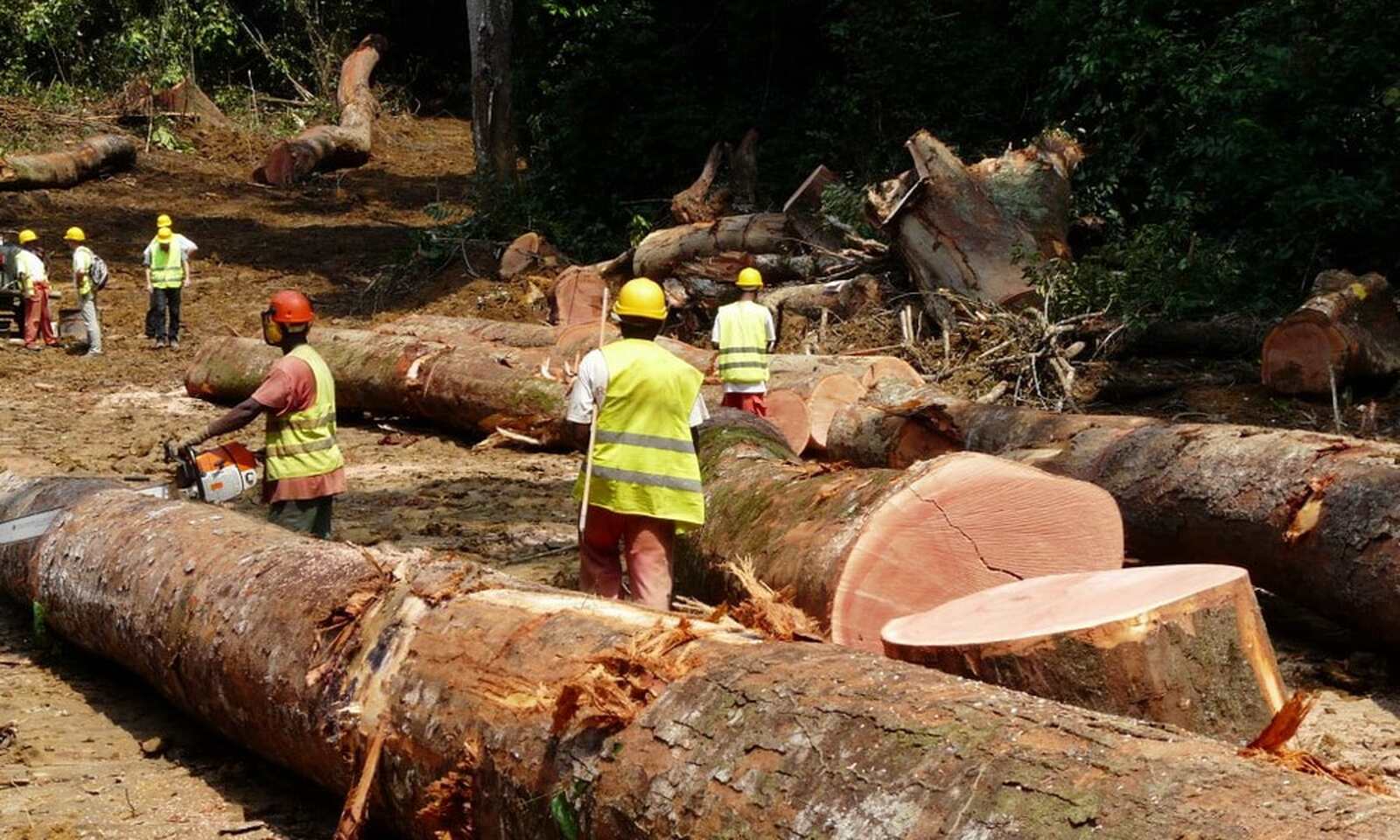 Governo autoriza 16 empresas a exportar madeira nativa na campanha