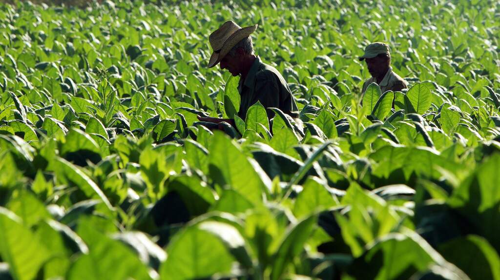 Moçambique arrecadou 225 milhões de dólares em exportação de tabaco