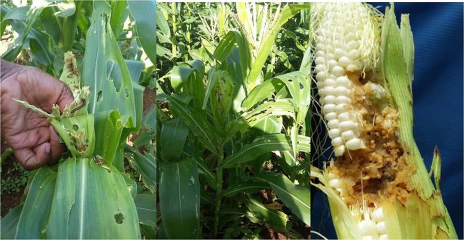 Moçambique enfrenta mais crise agrícola com a lagarta invasora a