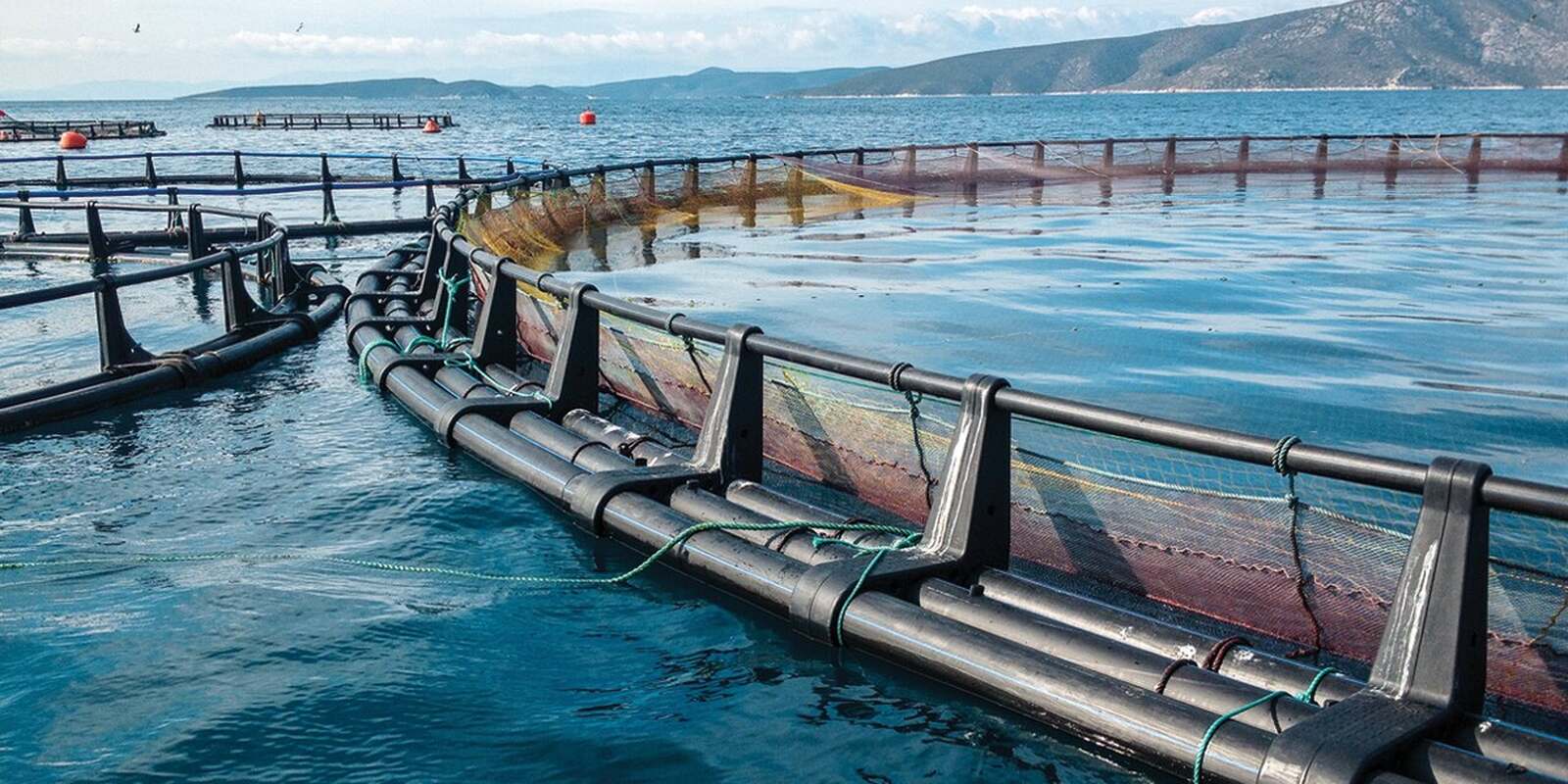 Sofala adquire 200 novas gaiolas piscícolas para responder aos impactos