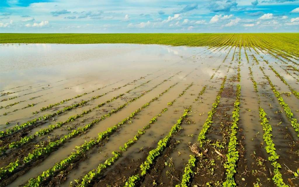 Cheias reduzem previsão de comercialização agrícola na província de Maputo