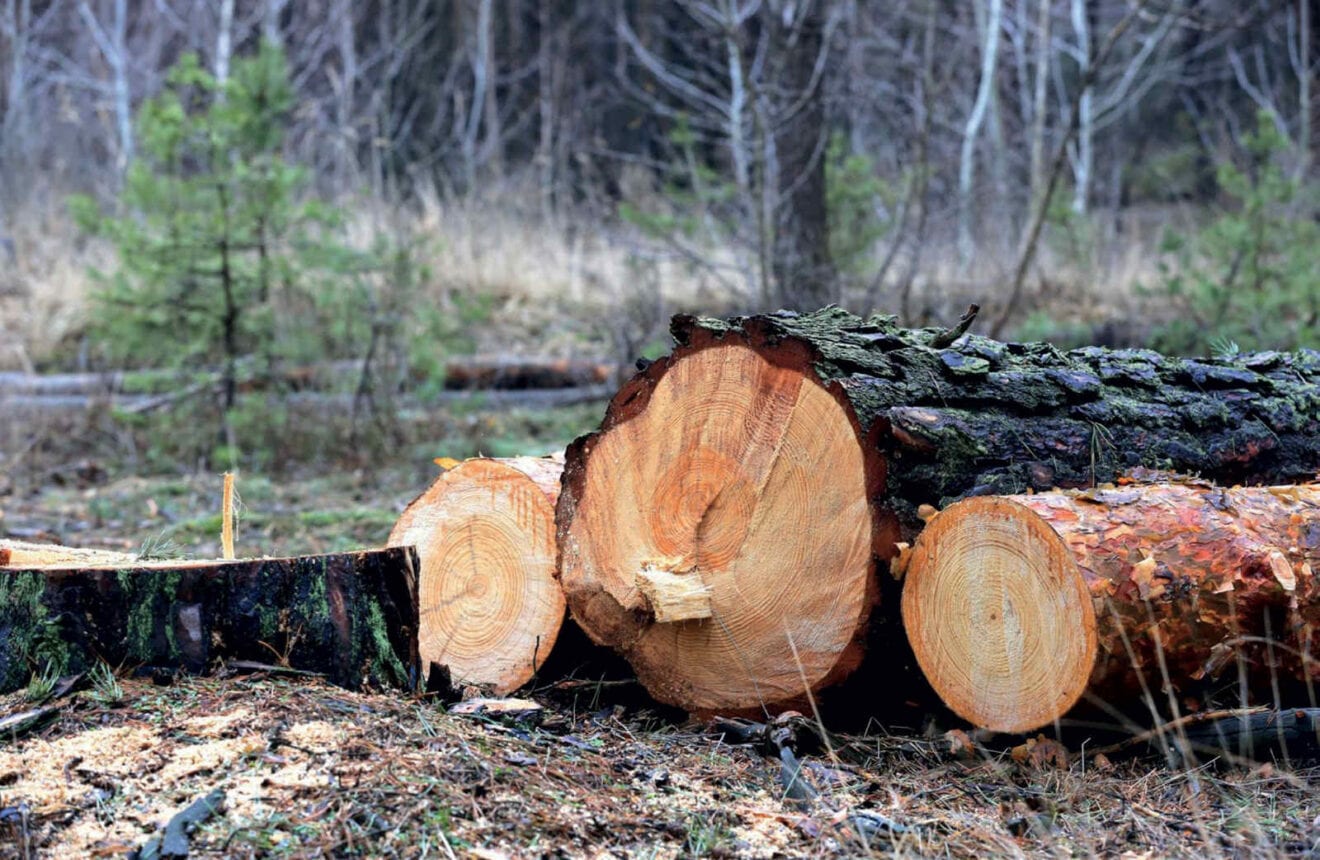Governo abre exploração florestal e declara “guerra” contra a ilegalidade