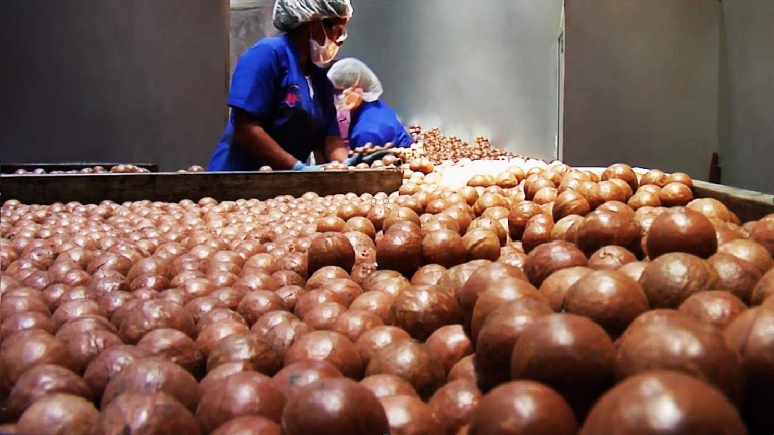 Província de Maputo aposta na exportação de macadâmia para mercados