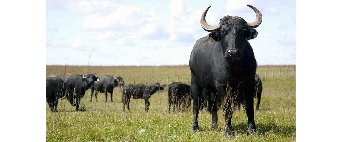 Ataques de búfalos deixam seis feridos no distrito de Mapai,