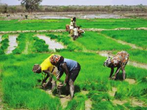 Cientistas japoneses descobrem nova genética do arroz resistente ao calor