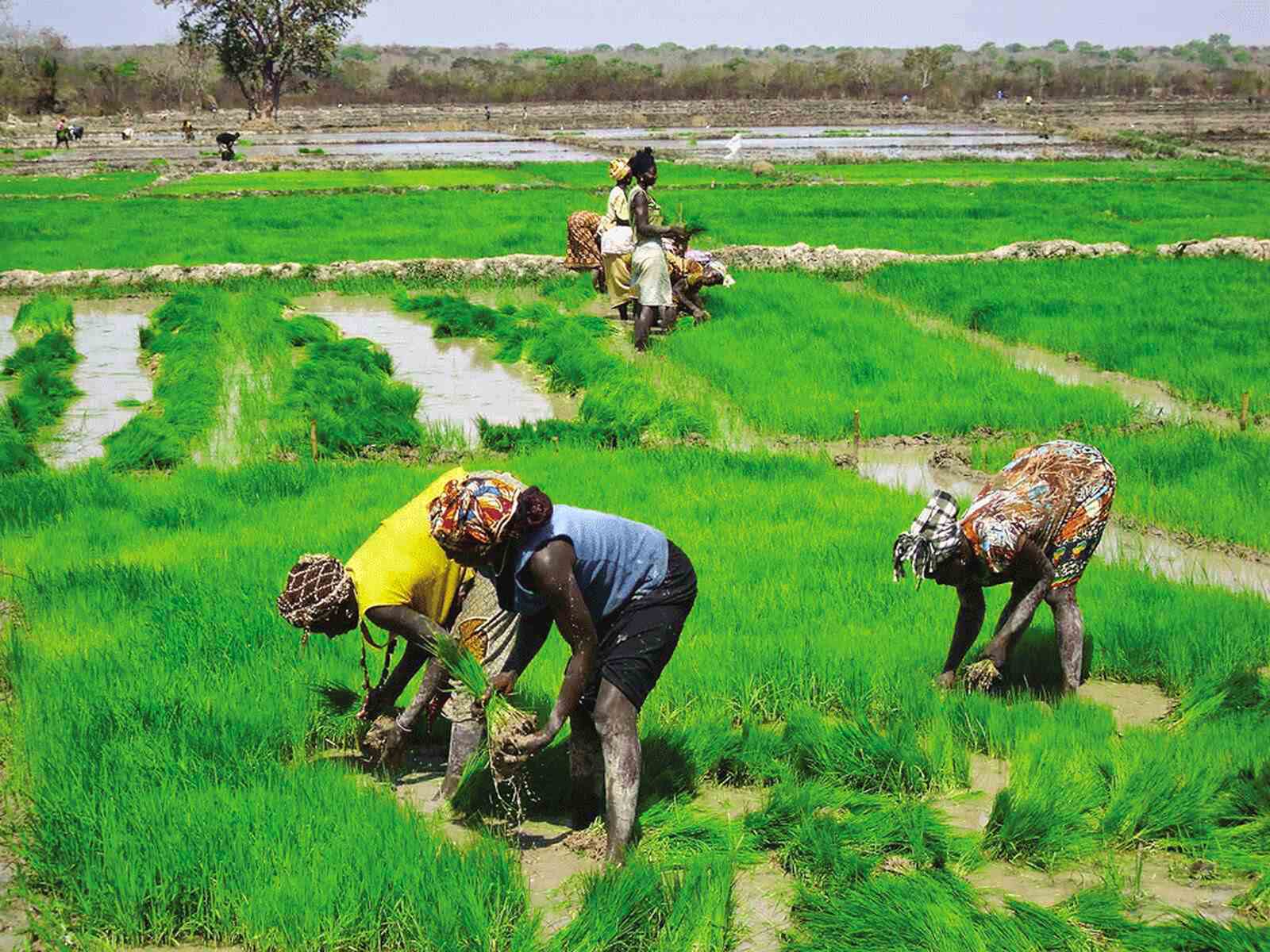 Cientistas japoneses descobrem nova genética do arroz resistente ao calor