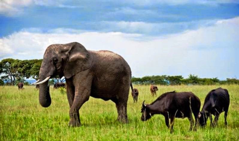Elefantes e búfalos destroem 300 hectares de culturas agrícolas em