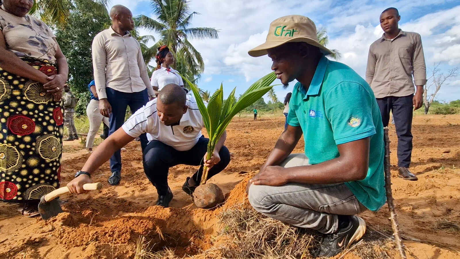Inhambane projecta plantar um milhão de coqueiros até 2030 para