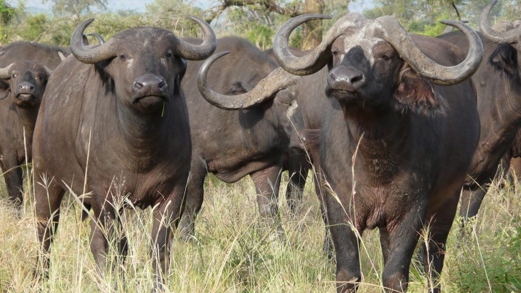 Manada de búfalos provoca morte e feridos nos arredores de