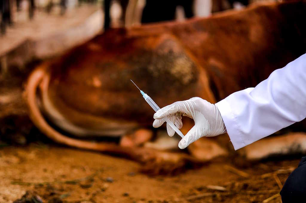Moçambique investe na retoma da produção de vacina contra o