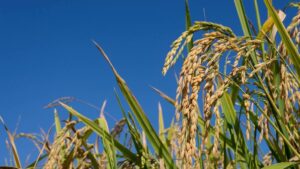 Zambéziaː IIAM introduz novas variedades de arroz para reforçar produtividade