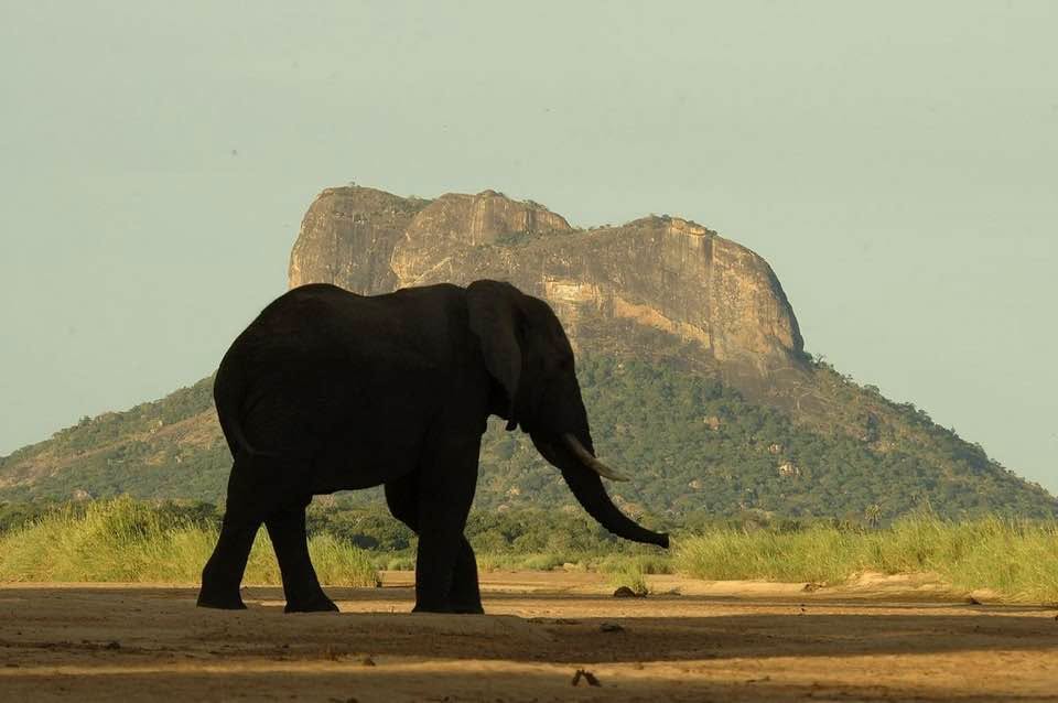 População de elefantes em Moçambique ultrapassa os 22 mil exemplares