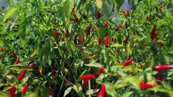 Agricultores promovem cultivo de piripíri em Sofala – Home