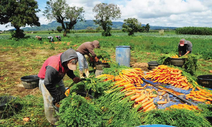 Aumento da produção agrícola garante segurança alimentar em Moatize
