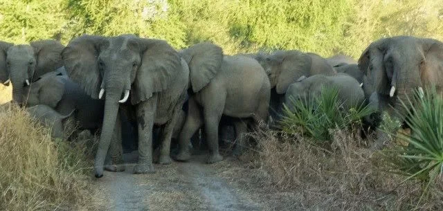 Conflito homem fauna bravia faz onze mortos em Cahora Bassa