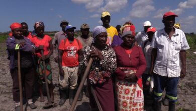 Chuvas causam perdas em mais de dois mil hectares de culturas no distrito do Limpopo - O País