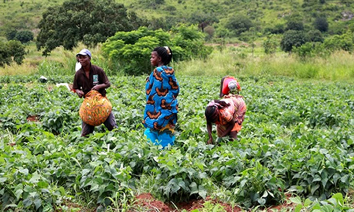 Doze mil habitantes de Chigubo com segurança alimentar assegurada para