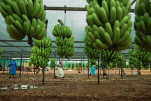 Maputo: Estradas degradadas condicionam negócio de banana em Moamba e
