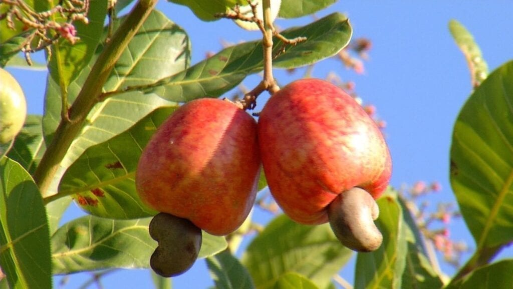 Moçambique aprova novas regras do fomento e produção da castanha