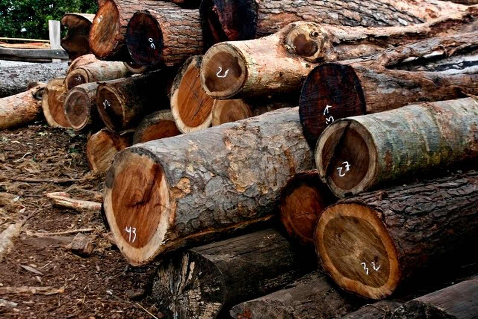 Moçambique quer banir exportação de matéria prima bruta