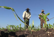 Hipopótamos destroem até 200 hectares por cada produtor por ano no distrito de Limpopo - O País