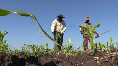 Hipopótamos destroem até 200 hectares por cada produtor por ano no distrito de Limpopo - O País