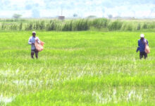 Xai-Xai quer atrair investimento árabe para explorar potencial agrícola “adormecido” - O País