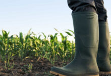 Zimbabwe paga USD 820 milhões a agricultores brancos por terras expropriadas - O País